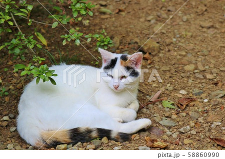 ねこ オッドアイ みけねこ のら の写真素材