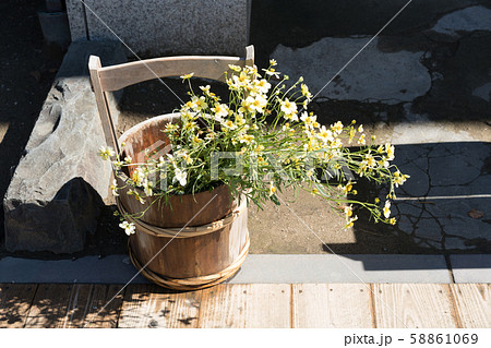 黄色いコスモス 58861069