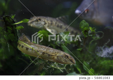 シマドジョウ 58861083