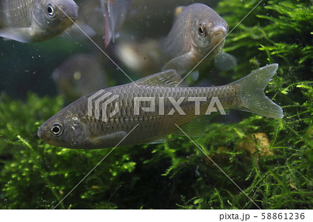 ヤリタナゴ（成魚メス） 58861236