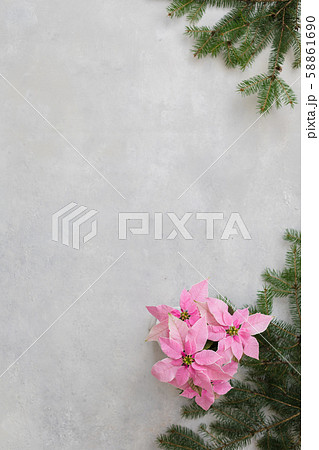 Christmas pink poinsettia potted background with Christmas pink poinsettia potted background with 58861690