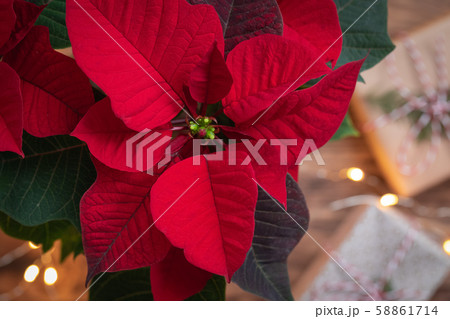 Christmas Red Poinsettia close-up macro over 58861714