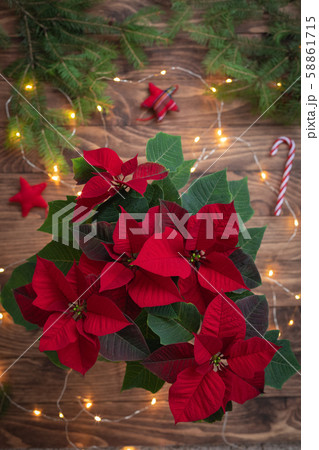 Christmas Red Poinsettia over toys and candies in Christmas Red Poinsettia over toys and candies in 58861715