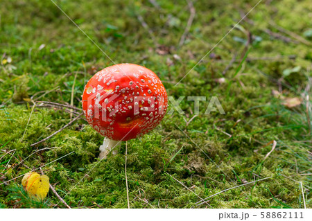 Toxic and hallucinogen mushroom Fly Agaric in grass on autumn forest background. Amanita muscaria. Toxic and hallucinogen mushroom Fly Agaric in grass on autumn forest background. Amanita muscaria. 58862111