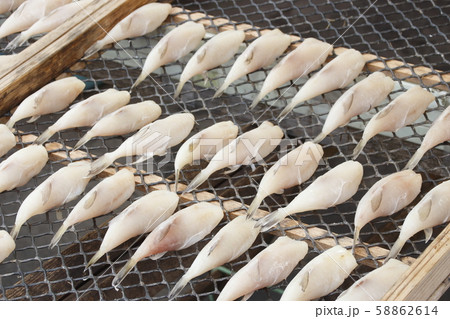 フグの干物 フグの干物 58862614