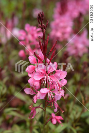 Pink Gaura Pink Gaura 58862659