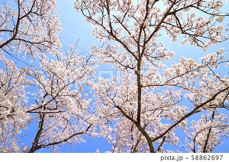 桜の木を見上げる　青空 58862697