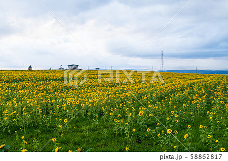 【北海道】朝日ヶ丘公園のひままり 【北海道】朝日ヶ丘公園のひままり 58862817