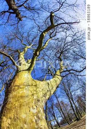 magnificent ancient plane tree magnificent ancient plane tree 58863189