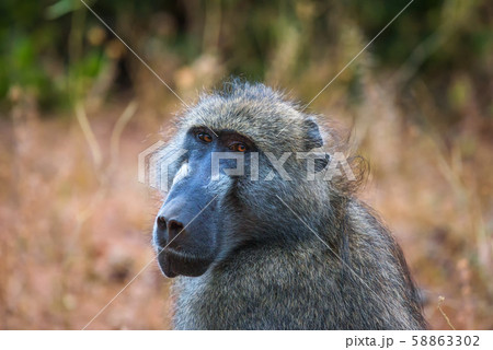 Portrait of a Chacma baboon monkey in the Chobe National Park, Botswana 58863302