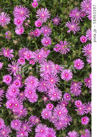 マツバギク 58863397