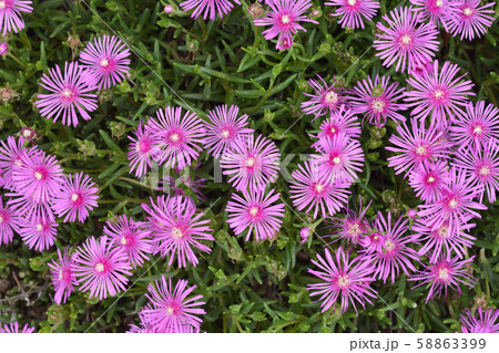 マツバギク 58863399