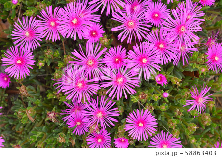 マツバギク マツバギク 58863403