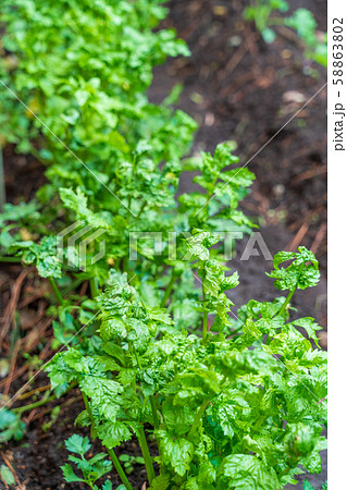 セロリの苗 58863802