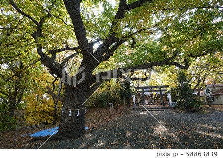札幌市平岸天神山 相馬神社 御神木の写真素材 5639