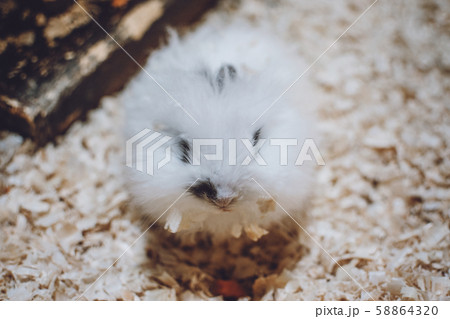 Cute White Lionhead rabbit eating carrot. Rabbit Cute White Lionhead rabbit eating carrot. Rabbit 58864320