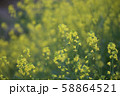 菜花 58864521