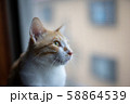猫 58864539