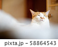 猫 58864543
