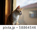 猫 58864546