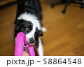 犬 ボーダーコリー 58864548