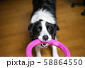 犬 ボーダーコリー 58864550