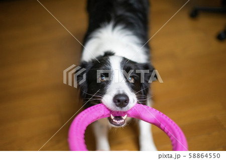 犬 ボーダーコリー 犬 ボーダーコリー 58864550
