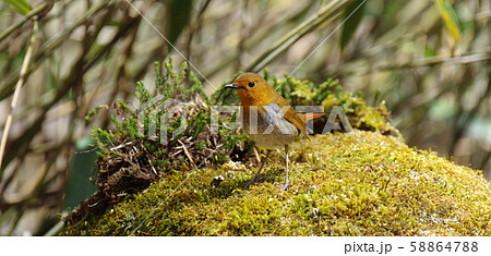 コマドリ 58864788