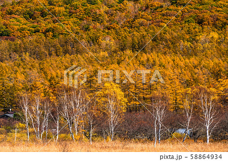 《栃木県》秋の奥日光・戦場ヶ原 《栃木県》秋の奥日光・戦場ヶ原 58864934