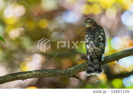 ハイタカの幼鳥 58865100