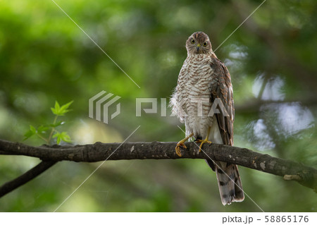 ハイタカの幼鳥 58865176