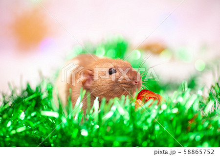 Rat sitting at colorful christmas decorations Rat sitting at colorful christmas decorations 58865752