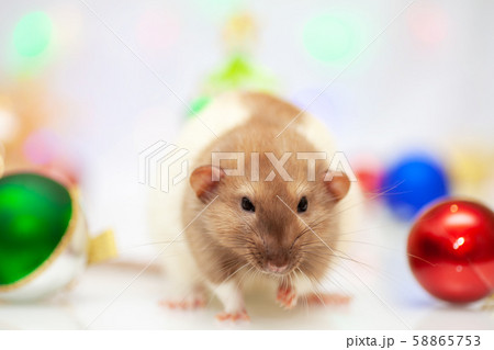 Rat sitting at colorful christmas decorations Rat sitting at colorful christmas decorations 58865753