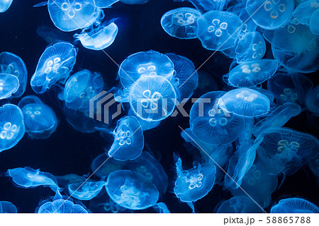 Jellyfish in aquarium lit by blue light 58865788