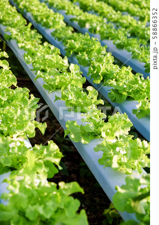 Hydroponics vegetable farm Hydroponics vegetable farm 58866352