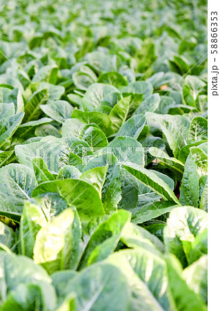Hydroponics vegetable farm 58866353