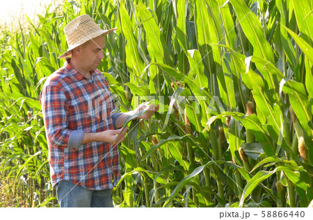 Farmer in straw hat inspecting corn with green Farmer in straw hat inspecting corn with green 58866440