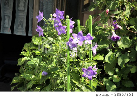 夏の花 ききょう 庭の花壇の写真素材