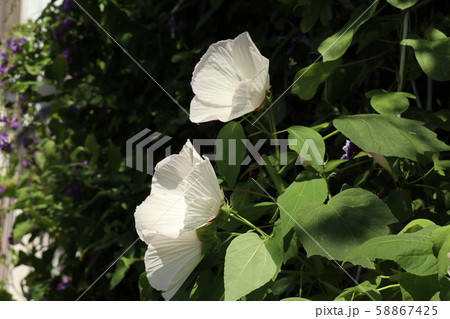 夏の花 酔芙蓉 すいふよう 庭の花壇の写真素材