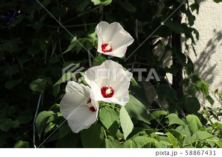 夏の花 酔芙蓉 すいふよう 庭の花壇の写真素材