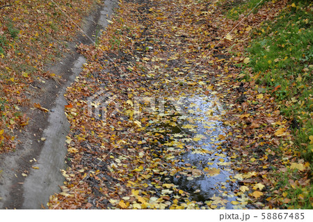 Bright yellow autumn leaves on the ground Bright yellow autumn leaves on the ground 58867485