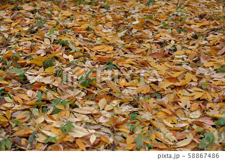 Bright yellow autumn leaves on the ground Bright yellow autumn leaves on the ground 58867486
