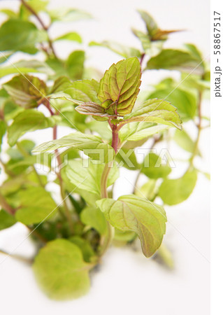 オレンジミント 58867517