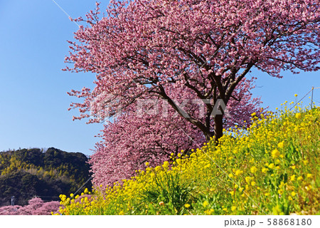 河津桜と菜の花 河津桜と菜の花 58868180