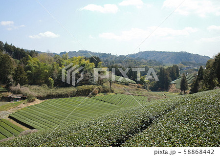 石寺の茶畑（京都府） 58868442