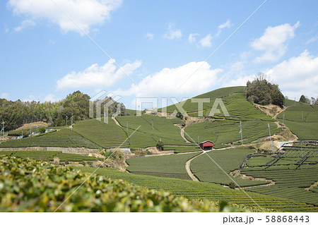 石寺の茶畑（京都府） 58868443