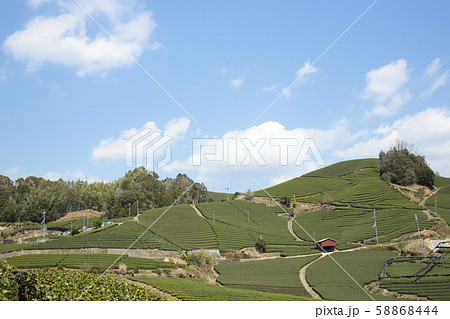 石寺の茶畑（京都府） 58868444