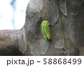 ヒロヘリアオイラガの幼虫10 58868499