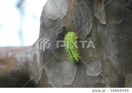 ヒロヘリアオイラガの幼虫10 58868499