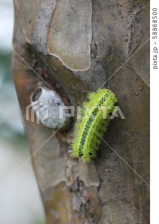 ヒロヘリアオイラガの幼虫11 58868500